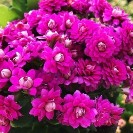 Kalanchoe potted plant with double large flowers and buds is a flower plant that blooms indoors in all seasons and is easy to grow. 12. Golden Fox (with buds) comes with fertilizer and contains a gallon pot.