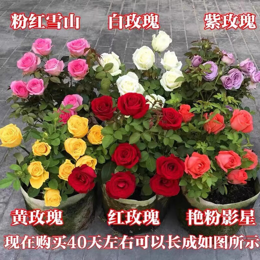Yunnan Kunming rose seedlings old piles bloom in the current year, big flowers and strong fragrance. Rose old root flowers and green plant potted plants 31 Corolla (old pile seedlings bloom all year round)