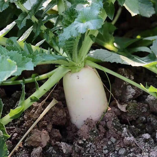 White radish, fresh in season, freshly dug, crispy, sweet and juicy, farm-grown and eaten raw, crispy, sweet and refreshing. White radish 5Jin Jin is equal to 0.5kg.