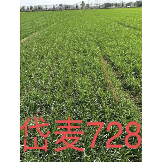 Daimai 728 двойной национальный обзор устойчивость к болезням и устойчивость к болезням высокоурожайные семена пшеницы 40 мешков Песня 8 мешков