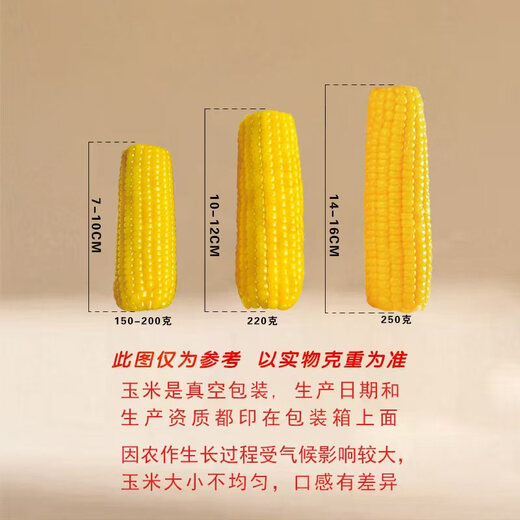New arrivals of the season: Northeast yellow sweet glutinous corn on the cob vacuum-packed low-fat yellow waxy big stick sweet Northeast sticky corn yellow waxy corn 120-160g 3 sticks