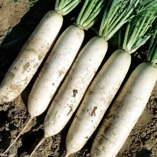 White radish, fresh in season, freshly dug, crispy, sweet and juicy, farm-grown and eaten raw, crispy, sweet and refreshing. White radish 5Jin Jin is equal to 0.5kg.
