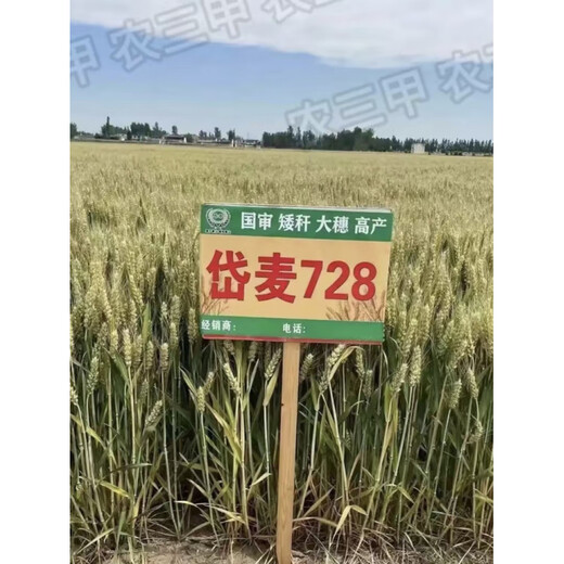 Daimai 728 двойной национальный обзор устойчивость к болезням и устойчивость к болезням высокоурожайные семена пшеницы 40 мешков Песня 8 мешков