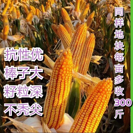 Denghai Jingke 968 original genuine lodging-resistant short-stem white-shaft corn seeds are disease-resistant, drought-resistant and high-temperature resistant and can be planted in the north and south. Denghai original 4000 grains 2 bags