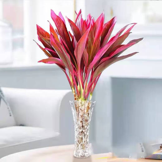 Red Vermilion Banana Lucky Bamboo Hydroponic Plant Lucky Flowers Red Leaves Lucky Bamboo for Buddha Good Care Chinese Valentine's Day Gift Fresh-cut Hydroponic Lucky Bamboo 6 Branches Not Bottle