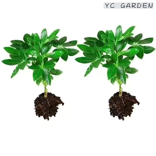 Bafang Laicai duck foot wood indoor living room office easy to maintain hydroponics water absorption basin lazy potted green plants flowers evergreen Bafang Laicai 2 pieces does not include pots