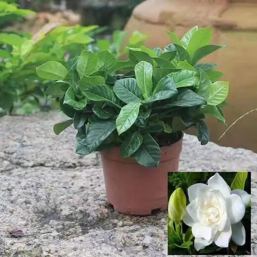 Small potted gardenia potted plant blooms in all seasons without buds. Indoor pothos hydroponic flowers and green plants are easy to grow and live. Low-profile 15-20cm 2 plants. Flowering in small quantities in the year. Strong-flavored gardenia.