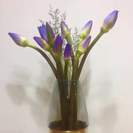 Water lily special price fresh flowers Guangzhou straight hair with buds indoor hydroponics niche fairy fluttering Chinese Valentine's Day gift 10 random color water lilies