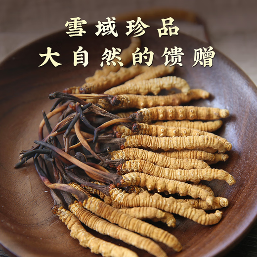 秦仁堂冬虫夏草 5根/g 4克 约20根礼盒装送礼佳品营养品冬虫夏草礼盒