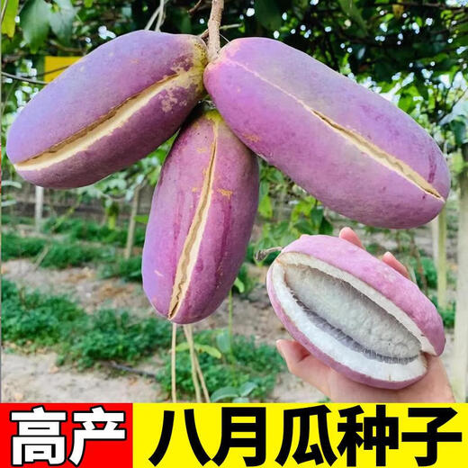 August melon seeds, August fried seeds, Guizhou wild August melon saplings, less meat, more seeds, courtyard north and south, original factory packaging, 1 pack of August melon, about 35 pieces for free