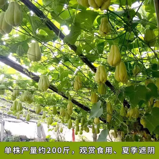 Chayote seedlings, seedlings with roots, seeds, larvae seedlings, melon seedlings, handrail melon planting seedlings, 24 chayote seedlings