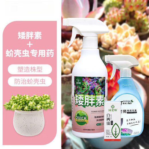 OUOETY succulent dwarf nutrient solution specializes in preventing and controlling leggy growth, increasing color and growth, promoting root growth chlormequat nutrient solution, dilution-free fertilizer, preventing scale insects succulent dwarf + scale insect special