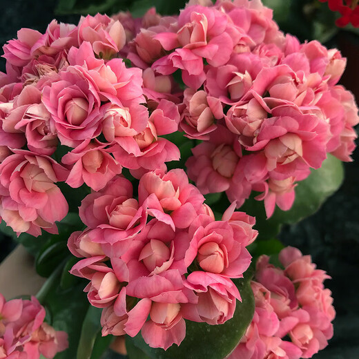 Kalanchoe potted plant with double large flowers and buds is a flower plant that blooms indoors in all seasons and is easy to grow. 12. Golden Fox (with buds) comes with fertilizer and contains a gallon pot.