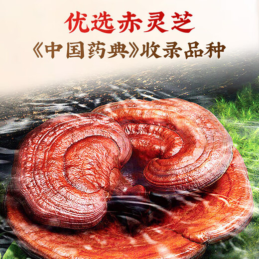 Beijing Tongrentang Bio-Ganoderma-Sporenpulver, gebrochenes Ganoderma-Sporenpulver, gebrochenes Ganoderma-Sporenpulver zur Stärkung der Immunität, ernährungsphysiologisches Tonikum, 1 Box, Probierpackung, Bio-Zertifizierung