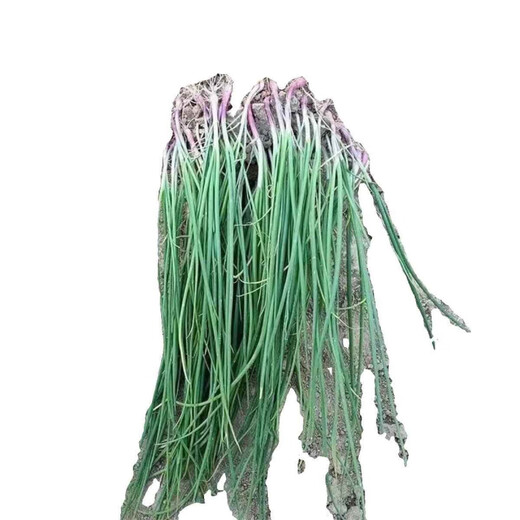 Fruit onion seedlings, authentic purple-skinned onion seedlings with roots, two-red oblate red onion seedlings, purple-skinned onion seedlings, 100 pieces, authentic