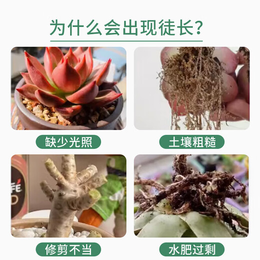 OUOETY succulent dwarf nutrient solution specializes in preventing and controlling leggy growth, increasing color and growth, promoting root growth chlormequat nutrient solution, dilution-free fertilizer, preventing scale insects succulent dwarf + scale insect special