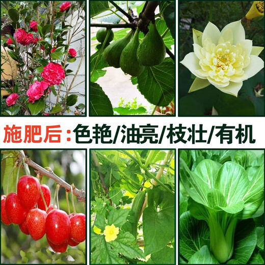 19-19-19 Sanan Compound Fertilizer General Compound Fertilizer Flower Fertilizer Fruits and Vegetables Base Fertilizer Stanley Fertilizer Flow Oil Compound Fertilizer 40Jin Jin is equal to 0.5 kg (Fat De Flow Oil) Stanley
