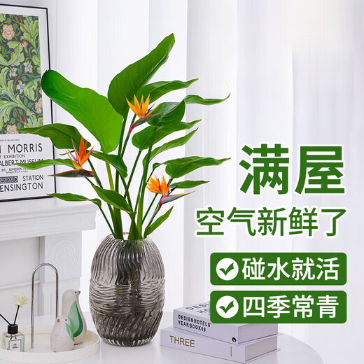 Hydroponic bird of paradise potted flower plants indoor living room green plant surface Strelitzia reginae absorbs formaldehyde and is easy to feed in all seasons. High-quality hydroponic bird of paradise 40-50 cm 3 trees