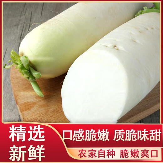 White radish, fresh in season, freshly dug, crispy, sweet and juicy, farm-grown and eaten raw, crispy, sweet and refreshing. White radish 5Jin Jin is equal to 0.5kg.
