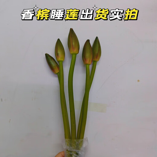 Water lily special price fresh flowers Guangzhou straight hair with buds indoor hydroponics niche fairy fluttering Chinese Valentine's Day gift 10 random color water lilies