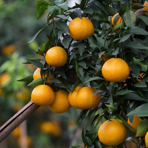 京鲜生 四川爱媛38号果冻橙 净重4.5-5斤 单果120g+ 源头直发包邮