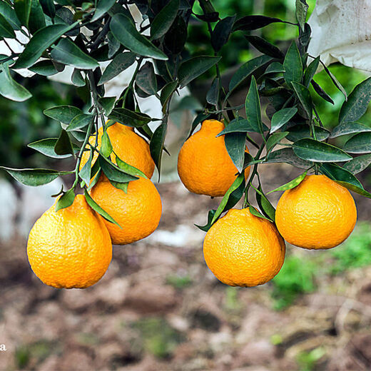Sakura Fresh Sichuan Shiranui Ugly Tangerine, next-day delivery to multiple places, non-Ehime jelly orange, tangerine, pregnant woman fruit, Mid-Autumn Festival gift box S+ supermarket quality, more comprehensive gift giving 9Jin Jin equals 0.5kg Gift box (80-85mm) net weight 8.5Jin Jin equals 0.5kg