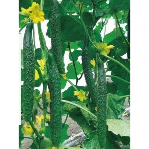 Strong female Jinyan No. 4 cucumber seeds have green flesh, green heart, dense tattoos, yellow seeds, farm cucumber seeds, new seeds this year, 2 packs, about 100 seeds