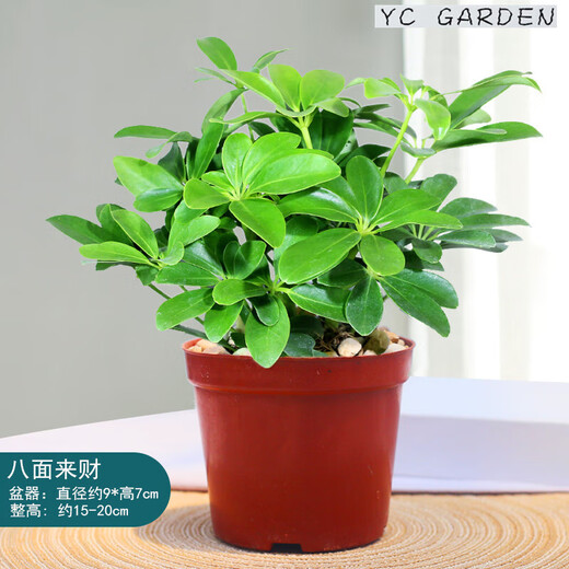 Bafang Laicai duck foot wood indoor living room office easy to maintain hydroponics water absorption basin lazy potted green plants flowers evergreen Bafang Laicai 2 pieces does not include pots