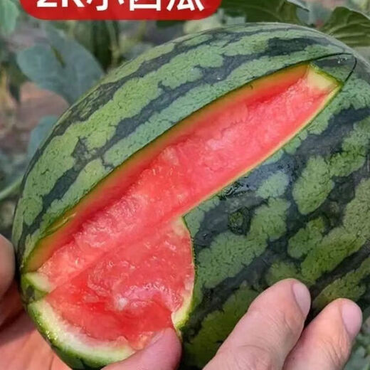 National 2k watermelon seeds thin-skin gift small watermelon pearl red watermelon non-split melon early spring ruby watermelon seeds 2K watermelon seeds/pack about 50 pieces 3 packs