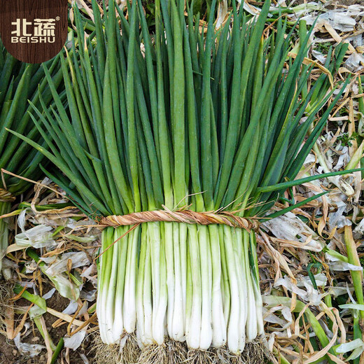 北蔬 小香葱种子四季播种阳台盆栽蔬菜种籽 四季小香葱种子1000粒x2包