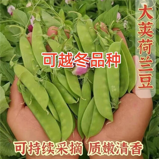 Sweet and crispy snow pea seeds, peas with double flowers and double clamps, cold-resistant farmers' own autumn and winter beans seeds that can survive the winter, snow pea seeds, double flowers and double pods, potted plants, 1 selected