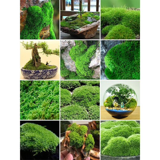 Kebida green moss fresh moss micro landscape plant bonsai potted water and land tank rockery grass landscaping material white large gray moss (15*8)cm 2 boxes