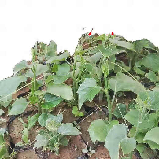 Chayote seedlings, seedlings with roots, seeds, larvae seedlings, melon seedlings, handrail melon planting seedlings, 24 chayote seedlings