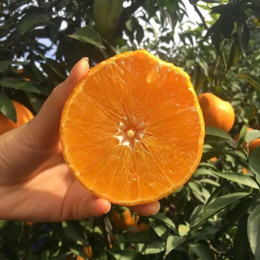 Qualité fraîche Sichuan Ehime No. 38 gelée d'orange agrumes orange fraîche en saison boîte entière de fruits boîte cadeau boîte complète 5Jin Jin équivaut à 0,5 kg de fruit unique 75-80 mm poids net 4,5Jin Jin équivaut à 0,5 kg
