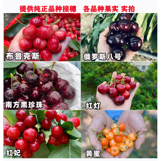 Qiuying cherry large cherry grafted branches Meizaoshawang Russian No. 8 scion rocket Red cherry ear buds Russian No. 8 cherry 5 branches 40cm (inclusive)-50cm (inclusive)