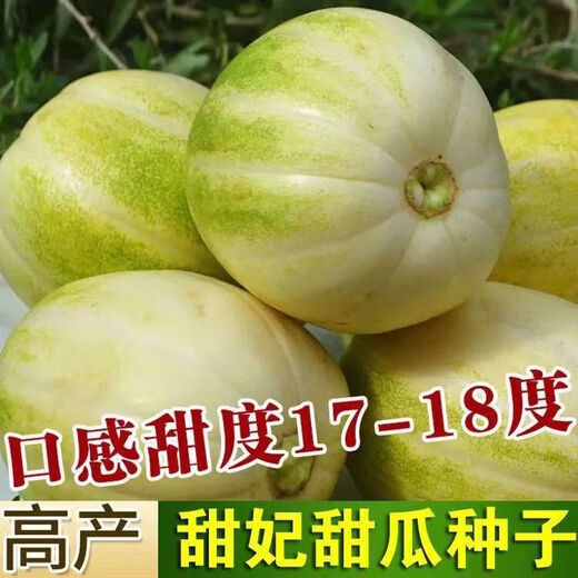 Gagatian Northeastern cantaloupe seeds, yellow melon fruit seeds, easy to grow in spring and autumn, high sugar content, old farm varieties, Gagatian seeds, 2 packs, about 200 capsules