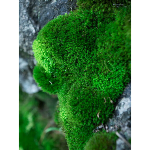 Kebida green moss fresh moss micro landscape plant bonsai potted water and land tank rockery grass landscaping material white large gray moss (15*8)cm 2 boxes