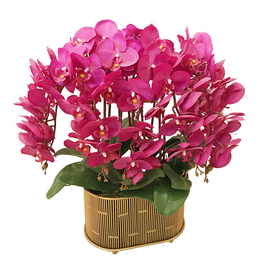 Phalaenopsis Orchid Seedlings with Foils and Buds Potted Orchids Large Seedlings Living Room Indoor Plants and Flowers 1 Chinese Red --- With Foils Without Pots