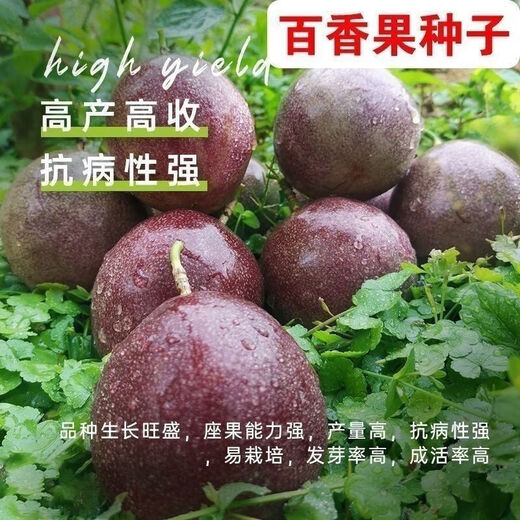 Premium Passion Fruit Seeds Passion Fruit Seeds Original Balcony Garden Fruit Southern Passion Fruit Seeds Selection Passion Fruit Seeds 1 pack of about 50 capsules