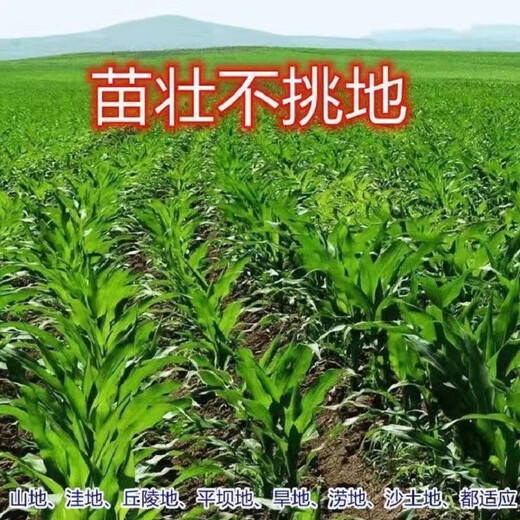 郑单958玉米种子大全矮杆双棒抗旱涝抗倒伏农科院 郑单958一袋500克