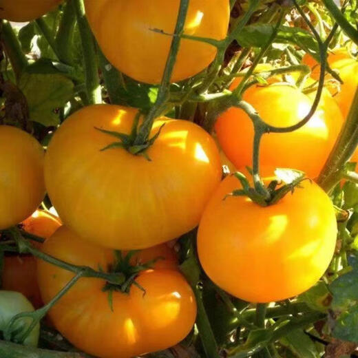 Rhubarb persimmon seeds, yellow tomato seeds, yellow imperial concubine tomato seeds, Northeast large fruit spring vegetable seeds, rhubarb tomato seeds/pack, about 200 capsules, 1 pack