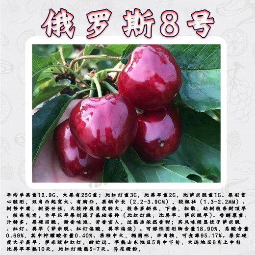Qiuying cherry large cherry grafted branches Meizaoshawang Russian No. 8 scion rocket Red cherry ear buds Russian No. 8 cherry 5 branches 40cm (inclusive)-50cm (inclusive)