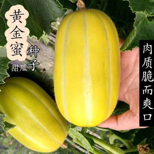 Golden dense melon seeds, melon dense seeds, Golden Road fruits, early maturing, high yield, disease resistance, extra large spring melon fruit seeds, golden dense seeds/pack, about 100 seeds, 3 packs