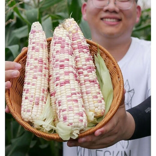Nationally approved super large stick sweet waxy colorful corn seeds, new varieties of colorful waxy corn seeds, farmers' high-yield corn seeds, nationally approved colorful corn seeds, 1 pack of about 50 grains
