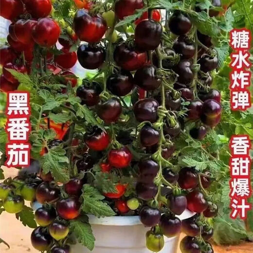 Black Tomato Seeds, Waterfall Tomatoes, Black Pearl Tomatoes, Small Tomato Seeds, Potted Cherry Tomato Fruit Seeds, Black Falls Cherry Tomato Seeds/pack, about 200 capsules, 1 pack