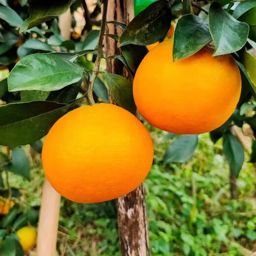 Qualité fraîche Sichuan Ehime No. 38 gelée d'orange agrumes orange fraîche en saison boîte entière de fruits boîte cadeau boîte complète 5Jin Jin équivaut à 0,5 kg de fruit unique 75-80 mm poids net 4,5Jin Jin équivaut à 0,5 kg