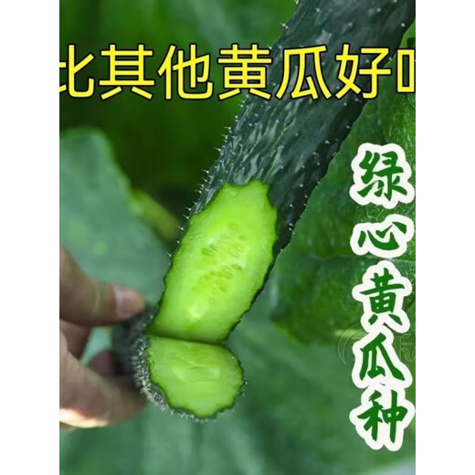 Strong female Jinyan No. 4 cucumber seeds have green flesh, green heart, dense tattoos, yellow seeds, farm cucumber seeds, new seeds this year, 2 packs, about 100 seeds
