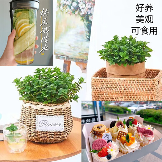 Lemon mint potted edible rosemary mint leaf seedlings mosquito repellent hydroponic flowers indoor green plants 2 pots medium pot mint (good morning pot) + 2 nutrient solution with pot