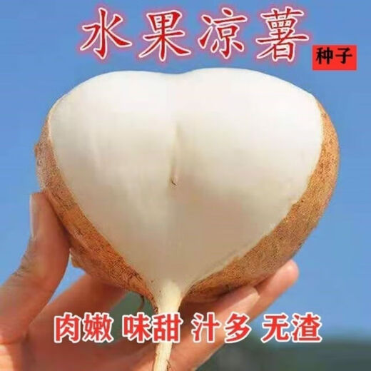 Early-maturing Muma Mountain Sweet Potato and Cold Potato Seeds Large Sweet Potato White Sweet Potato Kudzu High-yielding Spring and Autumn Sowing Fruit and Vegetable Seeds Muma Mountain Sweet Potato (Jingyam Seeds/Pack About 50 Pieces 1 Pack