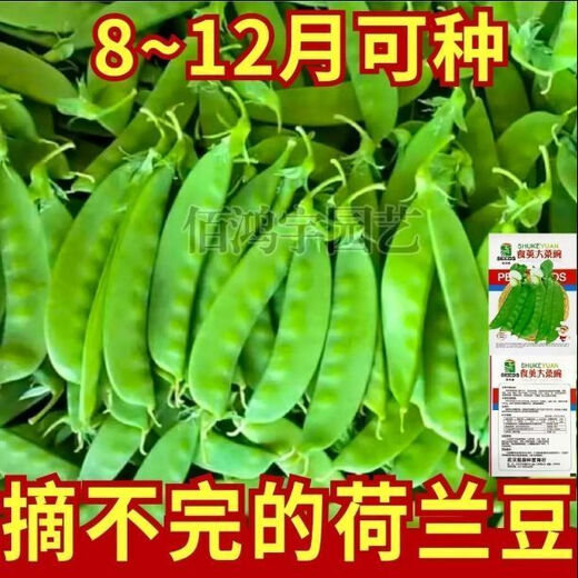 Sweet and crispy snow pea seeds, peas with double flowers and double clamps, cold-resistant farmers' own autumn and winter beans seeds that can survive the winter, snow pea seeds, double flowers and double pods, potted plants, 1 selected